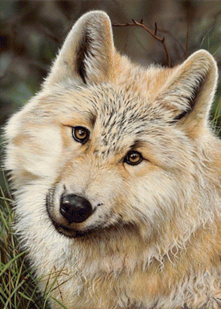 волк - волки, волк, хищники - предпросмотр