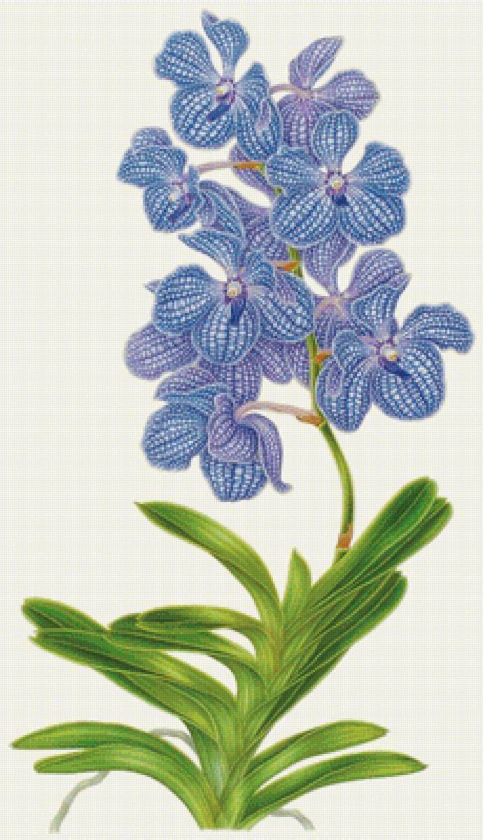 лиловые цветы - орхидеи, орхидея, цветы, ванда, лиловые цветы - предпросмотр