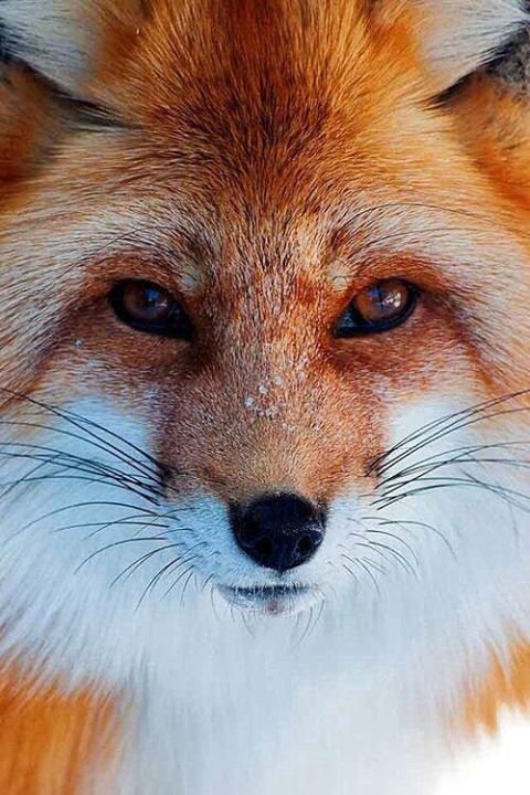 лиса - лисы, животные, звери - оригинал