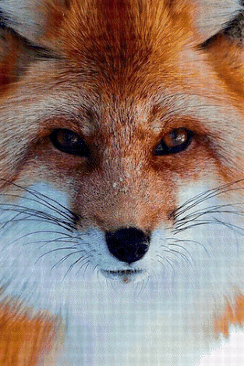 лиса - лисы, животные, звери - предпросмотр