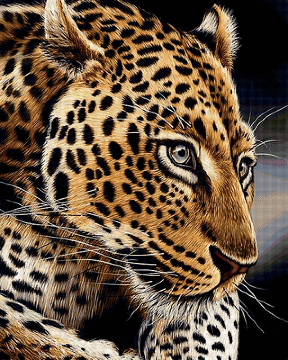 леопард - хищники, леопард, ягуар - предпросмотр