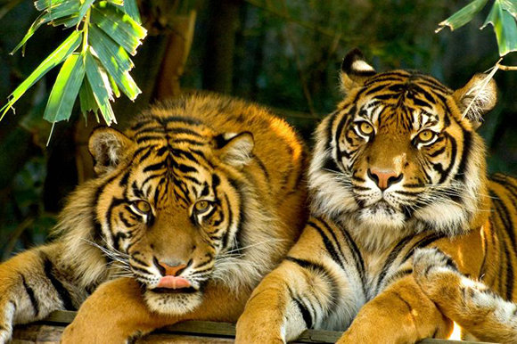 Тигры - оригинал