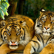 Схема вышивки «Тигры»