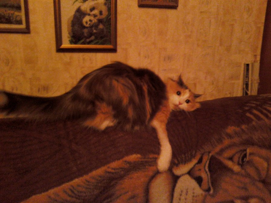 Софа - игра, кошка, триколор - оригинал