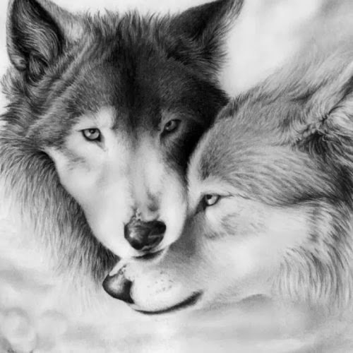 волки пара дмс - оригинал