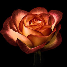 Схема вышивки «№1462137»