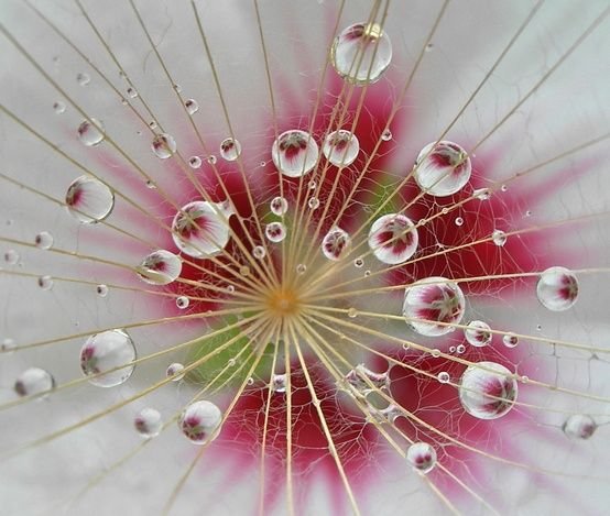 капли росы - оригинал