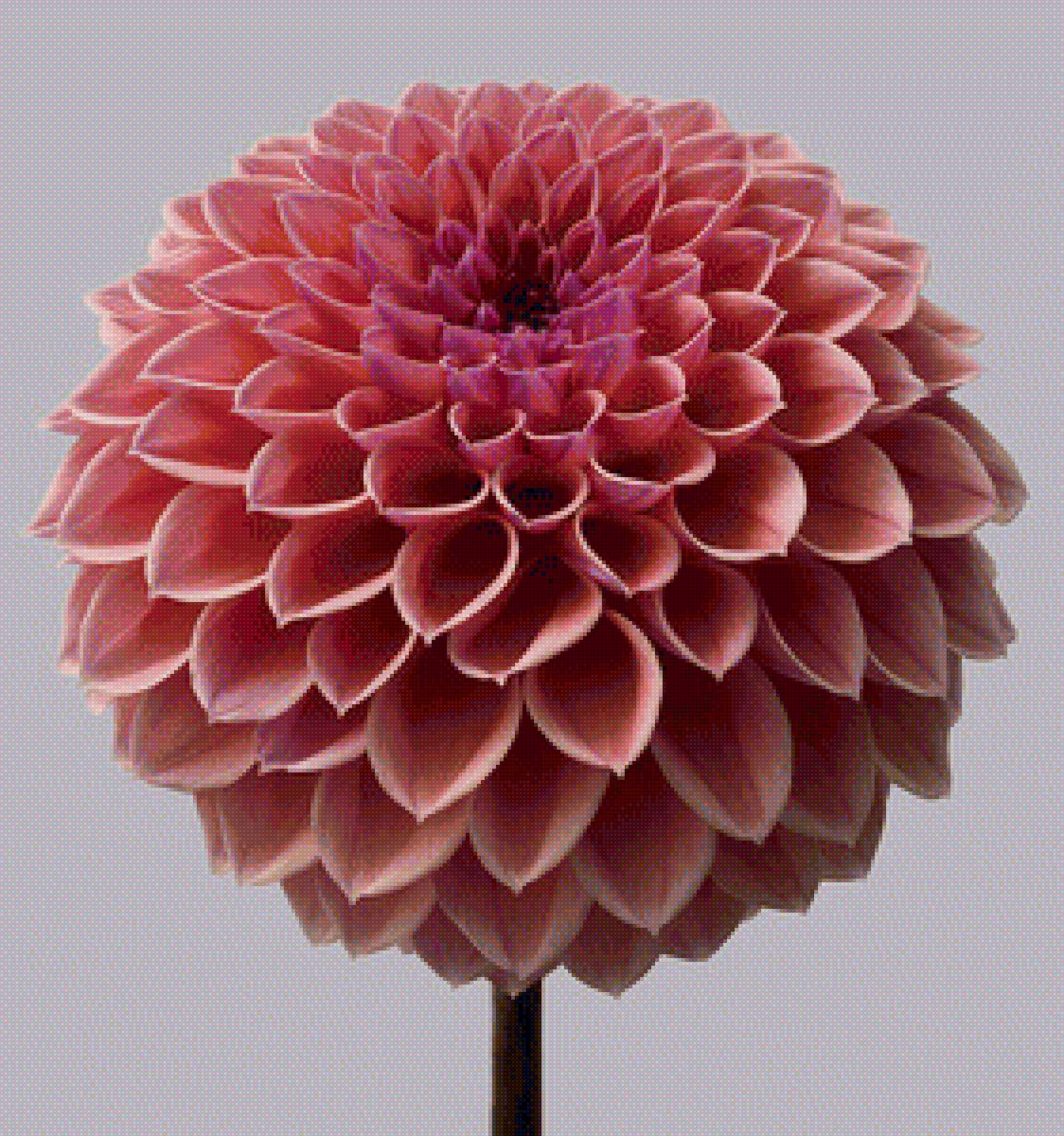 цветы - цветы - предпросмотр