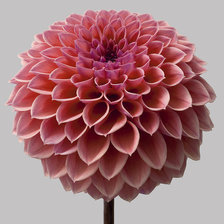 Схема вышивки «цветы»