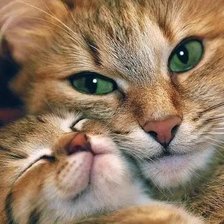 Схема вышивки «котики2»