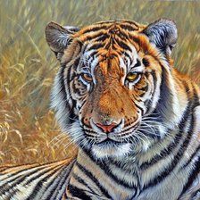 Схема вышивки «тигр»