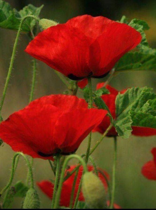 ყაყაჩოები - оригинал