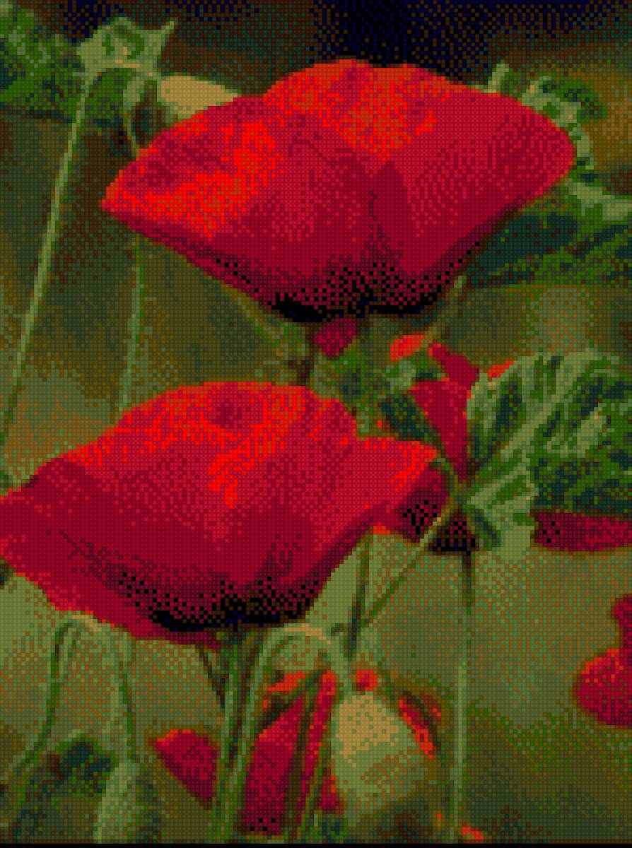 ყაყაჩოები - предпросмотр