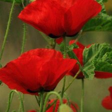 Схема вышивки «ყაყაჩოები»