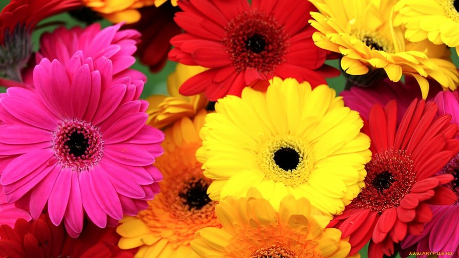 Герберы - цветы, герберы, яркий букет - оригинал