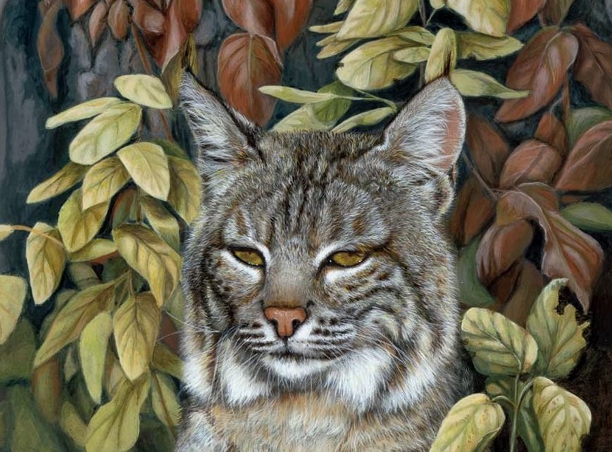 кошечка - животные - оригинал