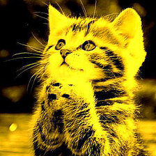 Оригинал схемы вышивки «котенок» (№1466463)