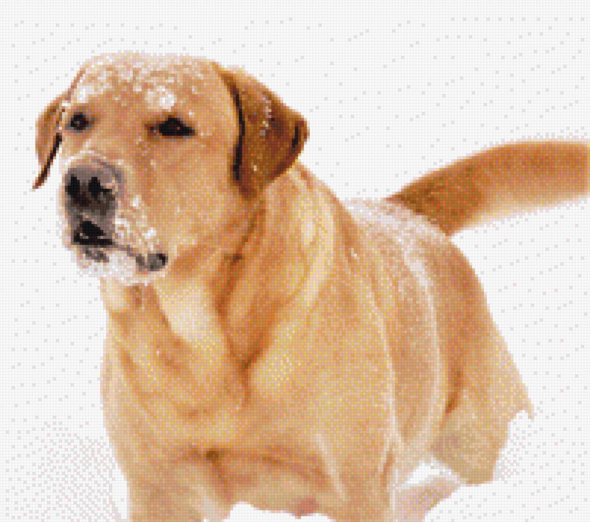 Оникс Смоки - собаки, животные, друг - предпросмотр