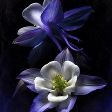 Схема вышивки «№1467982»