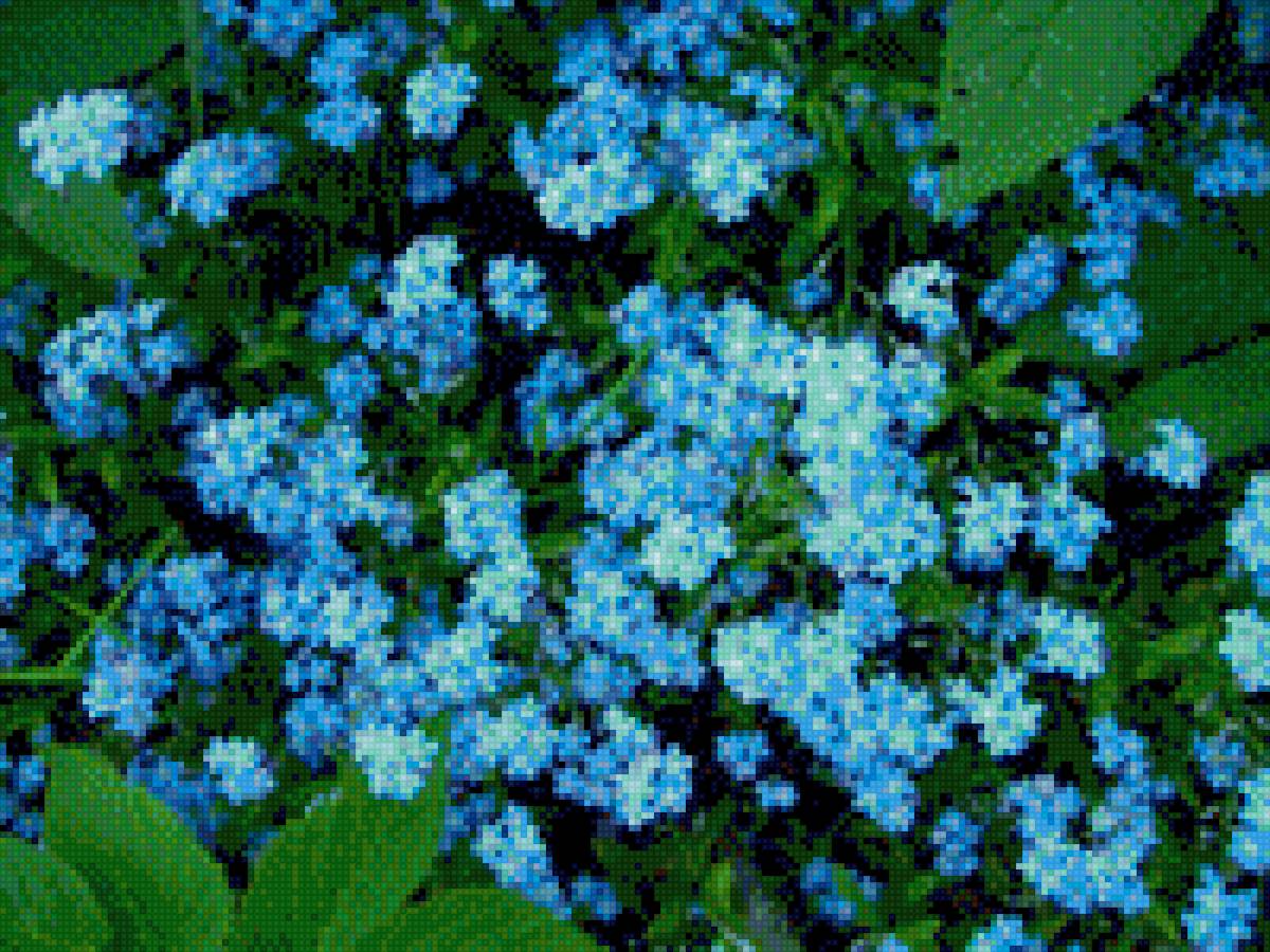 незабудки - весна, букет, цветы - предпросмотр