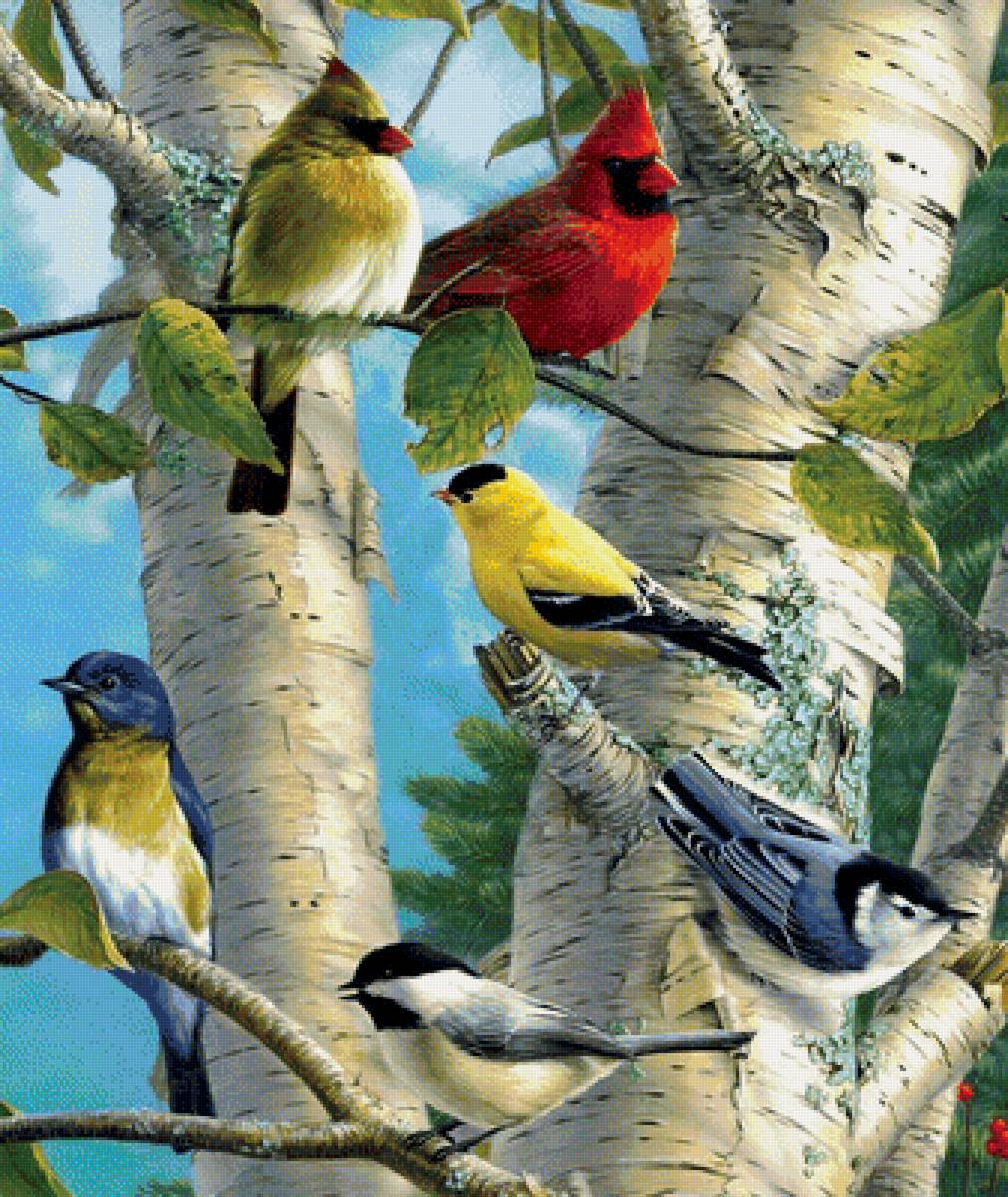 Мир птиц - птицы, береза, стая, дерево - предпросмотр