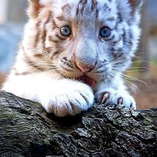 Схема вышивки «ТИГРЕНОК БЕЛЫЙ»