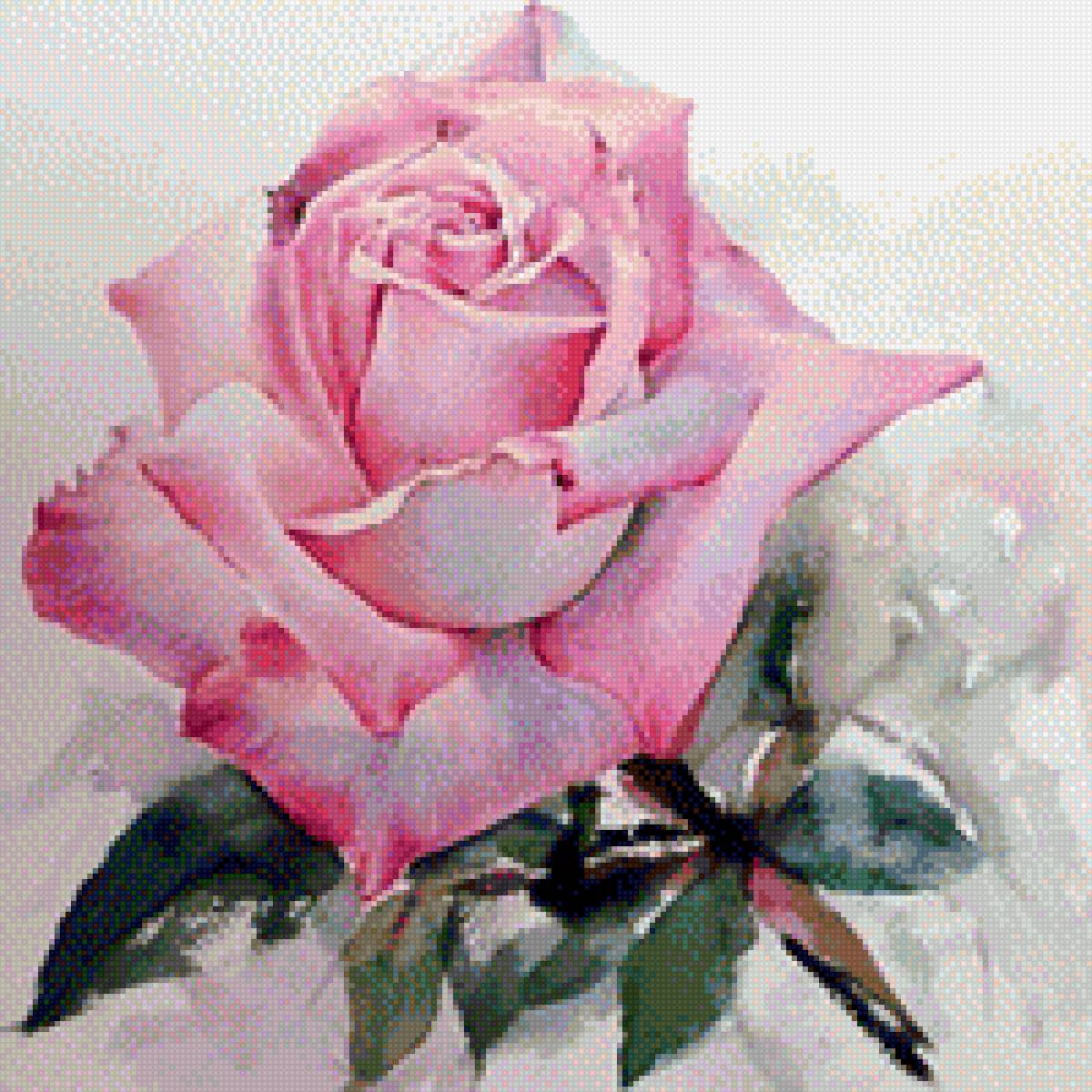 роза - цветы, роза - предпросмотр