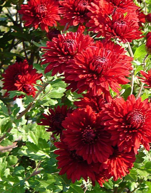 Георгины красные - красота, природа, цветы - оригинал