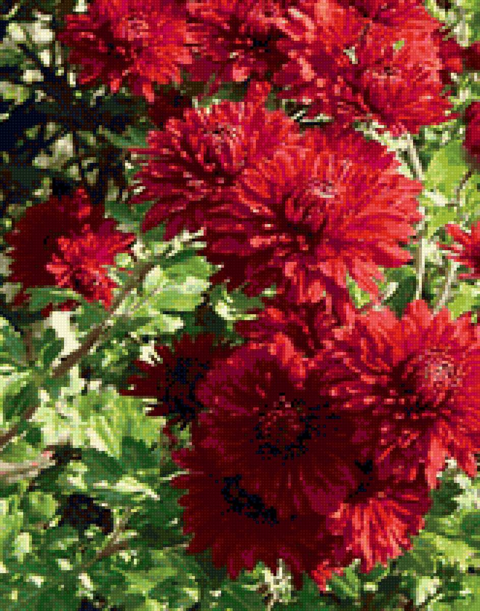 Георгины красные - красота, цветы, природа - предпросмотр