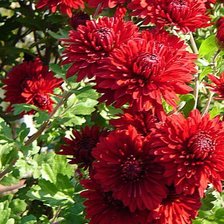 Схема вышивки «Георгины красные»