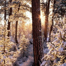 Зимний лес_2