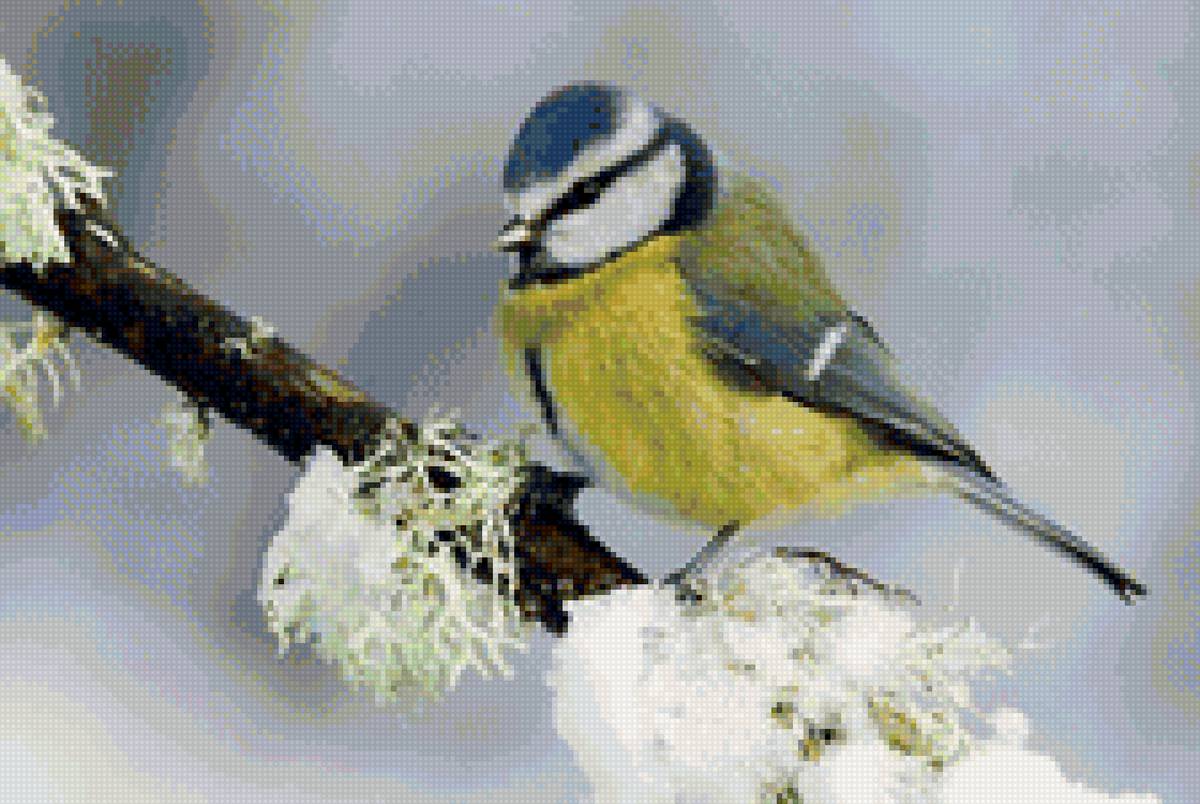 Большая синица - зима, лес, природа, птицы, животные - предпросмотр