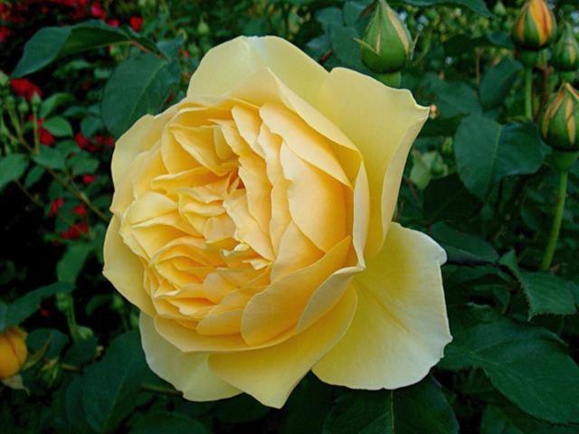 Желтая роза - природа, роза, цветы - оригинал