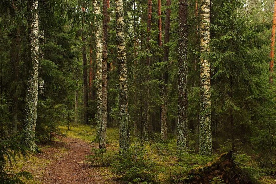 лес - пейзаж, лес - оригинал