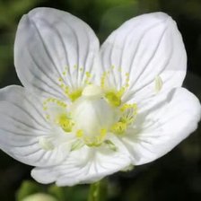 Схема вышивки «CVETE»