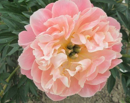 ПИОН - пион - оригинал