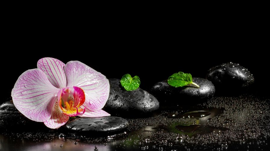 Орхидея - камни, орхидея, цветы, черный фон - оригинал