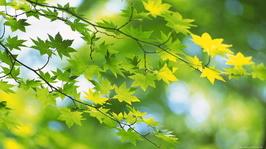 Солнечные листья - природа, дерево, лучи, солнце, лето, листья - оригинал