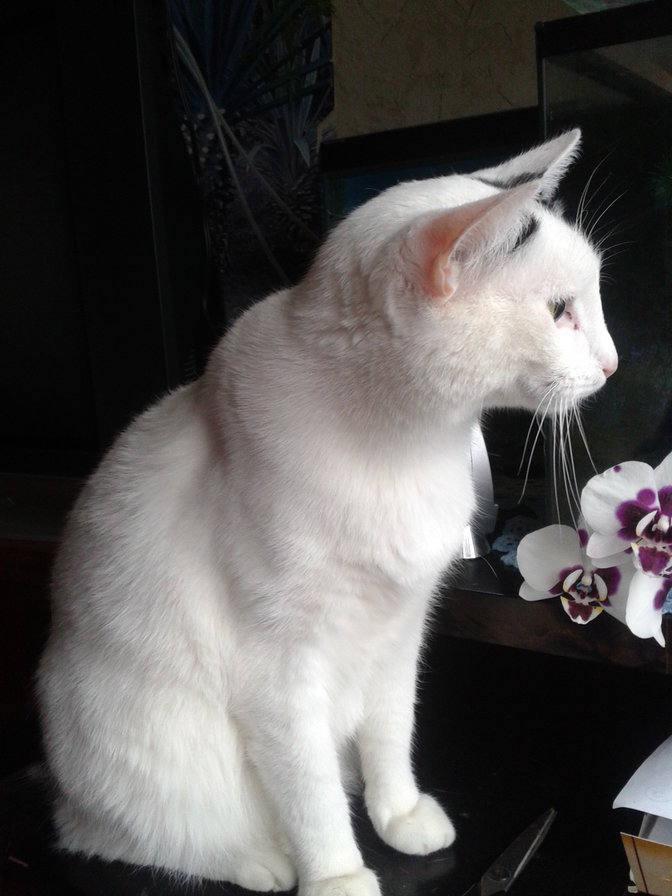 Степаша - кот, цветы - оригинал