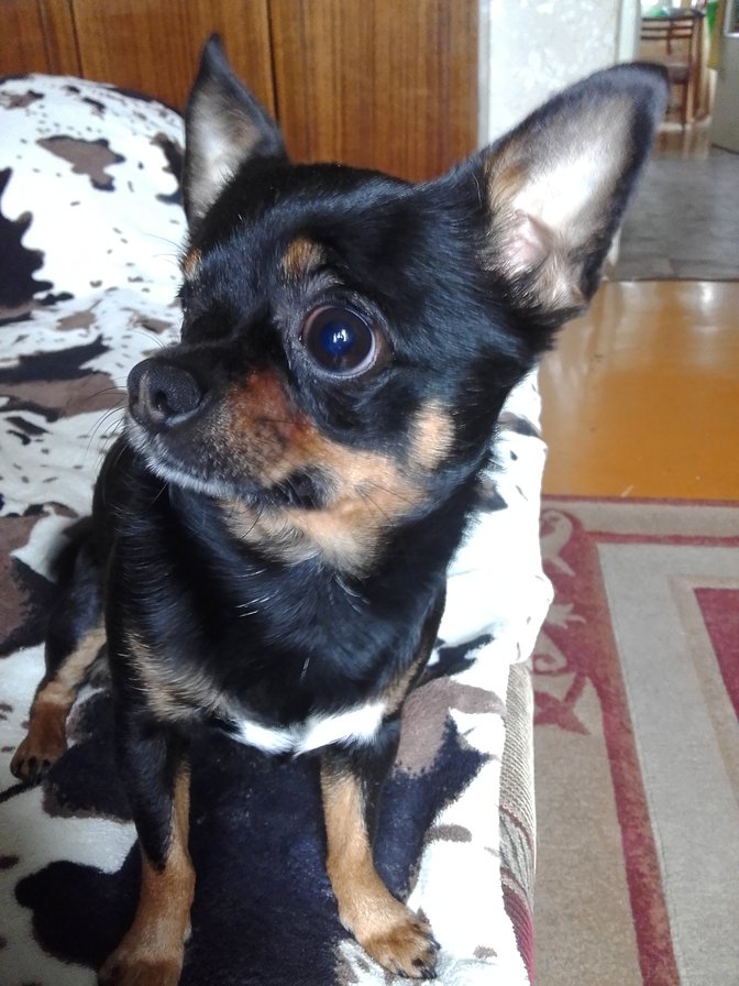 Рэм. - собака, чихуахуа - оригинал