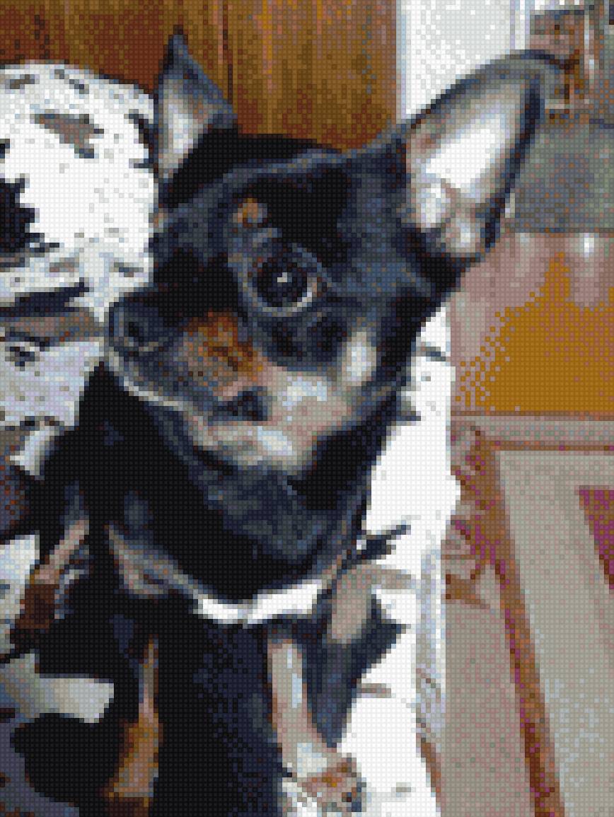 Рэм. - чихуахуа, собака - предпросмотр