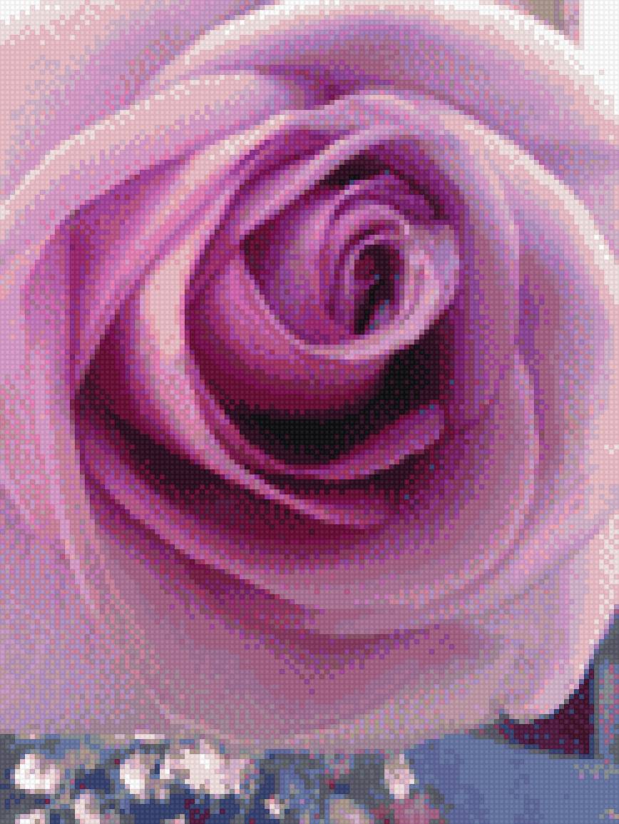 Роза - роза, сиреневая, цветы - предпросмотр