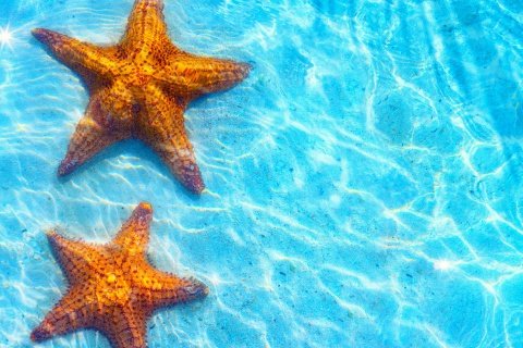 Морские звезды - вода, море, голубой, прохлада, морские звезды - оригинал