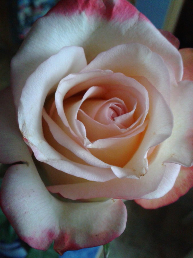 Роза - роза, цветы - оригинал