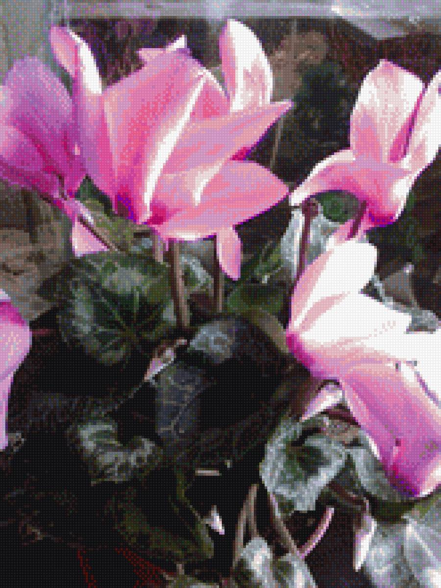 Цикламен - цикламен, розовый, цветы - предпросмотр