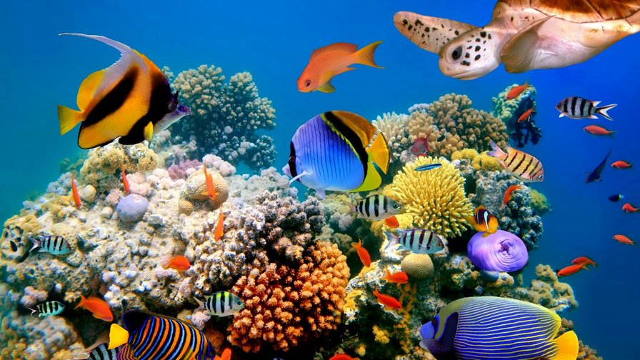 Подводный мир - тропики, пейзаж, коралл, черепаха, океан, рыбки, вода - оригинал