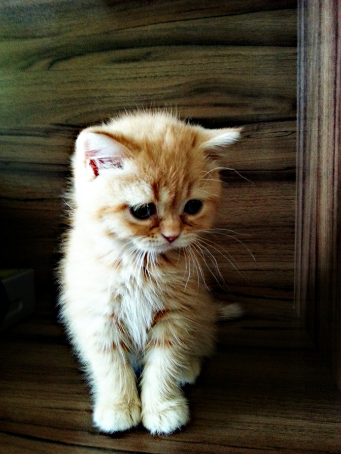 тедди - оригинал