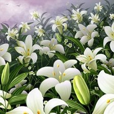 лилии