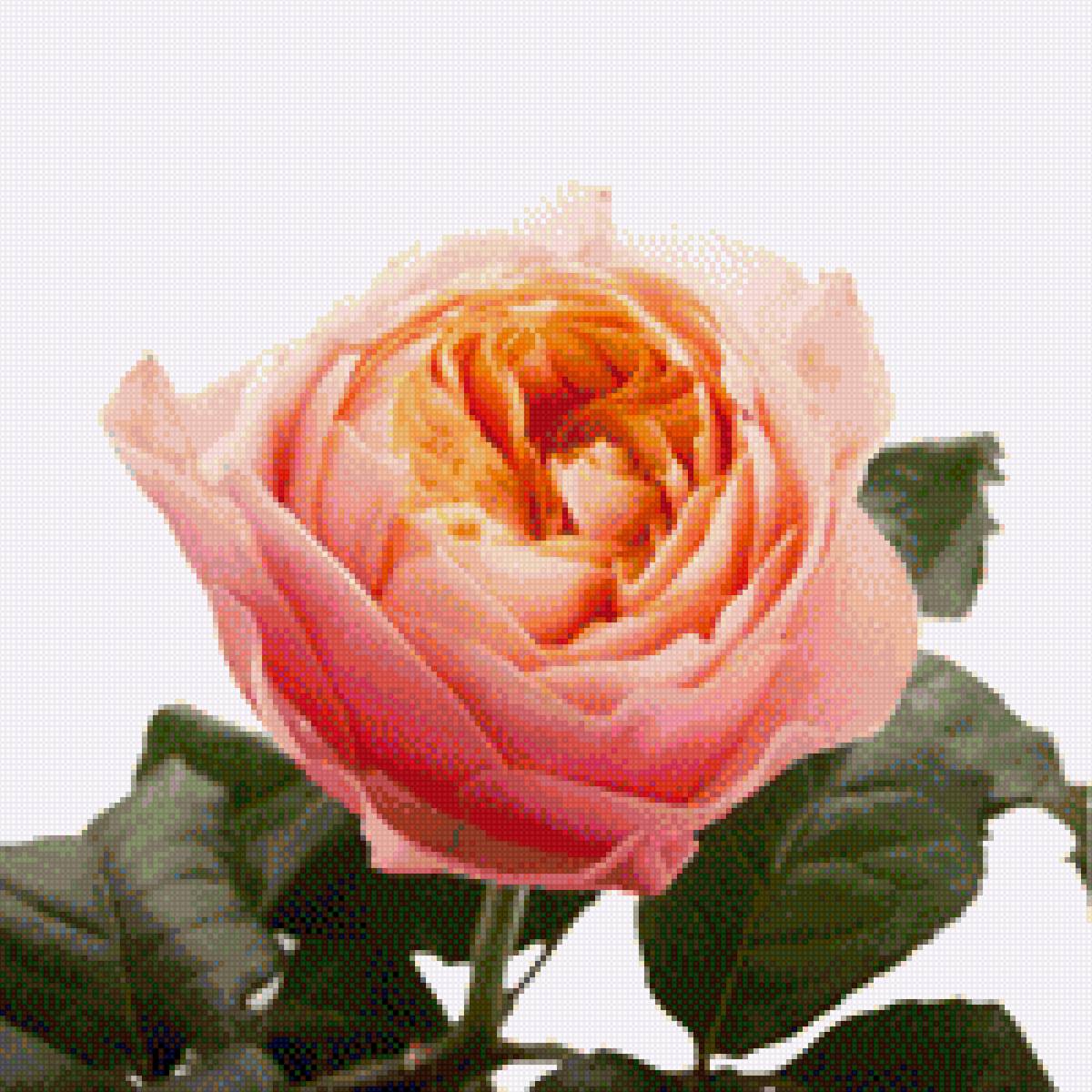 Роза остина - роза, роза дэвида остина, схема розочки - предпросмотр