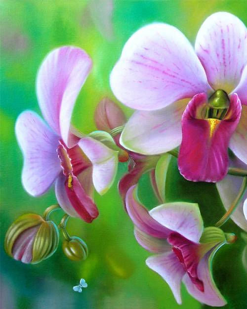 Орхидея для подушки1 - цветы, подушка, орхидея, вышивка для наволочек - оригинал